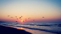 pic for Birds And Ocean Sunset 